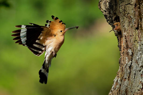 hoopoe eurasiatico (upupa epops) che nutre i pulcini - hoopoe bird feeding young animal foto e immagini stock