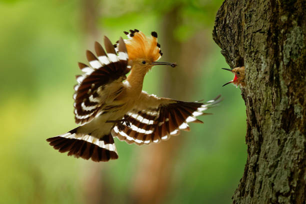 hoopoe eurasiatico (upupa epops) che nutre i pulcini - hoopoe bird feeding young animal foto e immagini stock