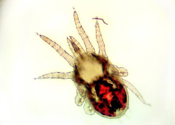 dettaglio dell'acaro rosso del pollame (dermanyssus gallinae) al microscopio - ectoparasite foto e immagini stock