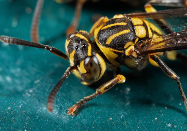 istock Macro Photo of Wasp on Turquoise Floor 1125843380