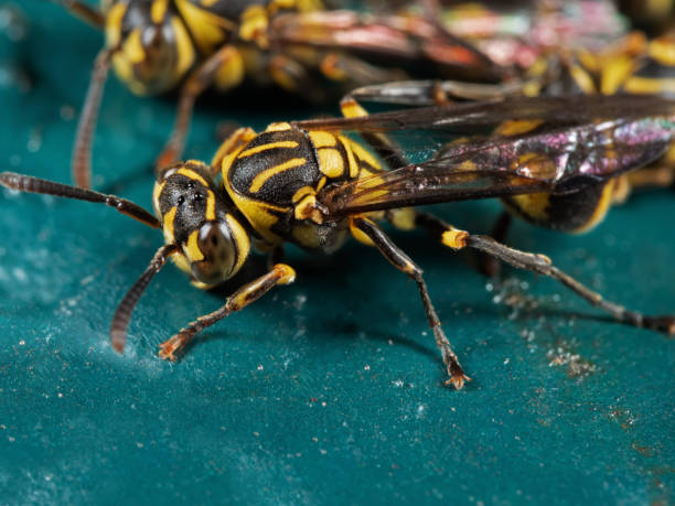 istock Macro Photo of Wasp on Turquoise Floor 1125843400