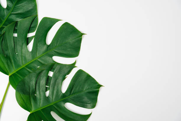 istock Monstera green leaf isolated on white background in flat lay style and top view. 1125844726