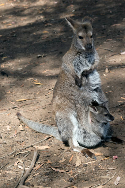 istock red necked wallaby with joey 1125844845
