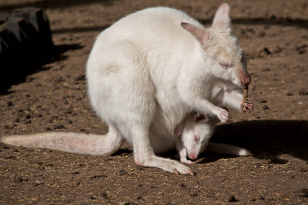 istock albino wallaby with a joey 1125845126
