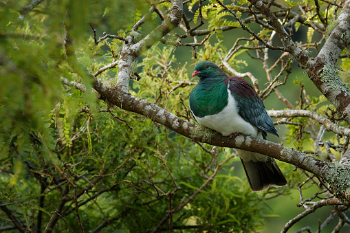 New Zealand pigeon - Hemiphaga novaeseelandiae - kereru sitting and feeding in the tree in New Zealand.