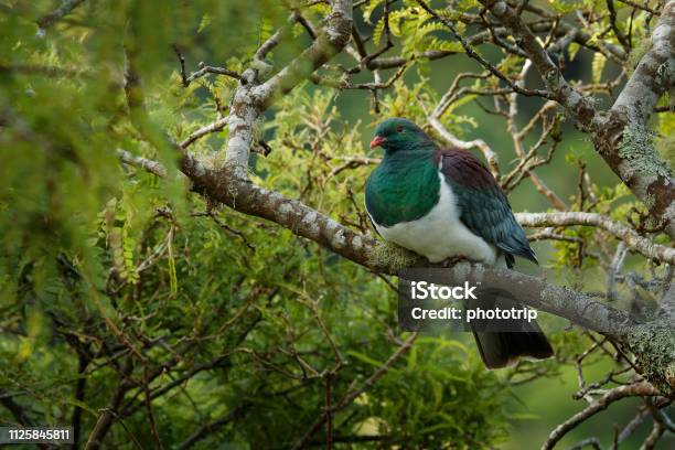 New Zealand Pigeon Hemiphaga Novaeseelandiae Kereru Sitting And Feeding In The Tree Stock Photo - Download Image Now