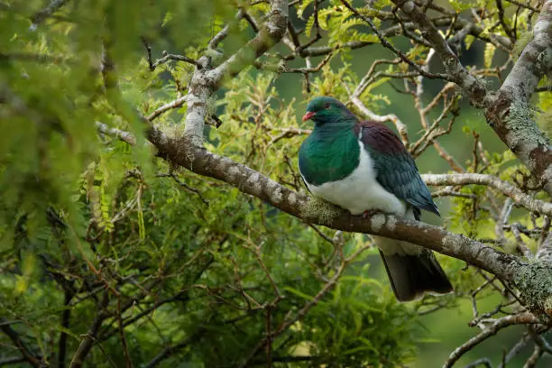 Photo of New Zealand pigeon - Hemiphaga novaeseelandiae - kereru sitting and feeding in the tree