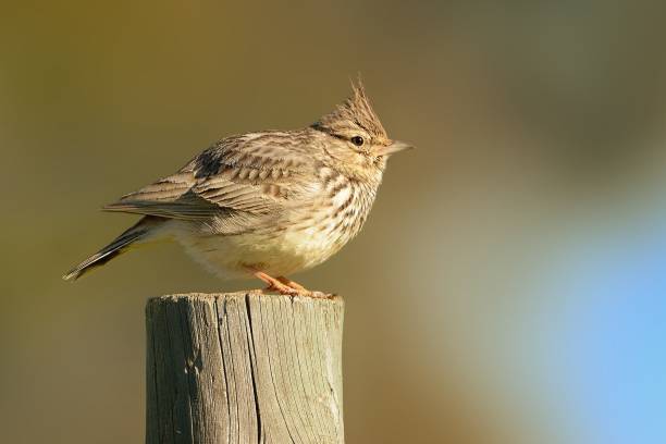 istock Galerida theklae - Thekla Lark on the stick 1125845891
