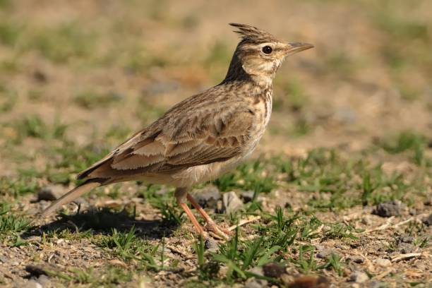 istock Galerida theklae - Thekla Lark on the stick 1125845905