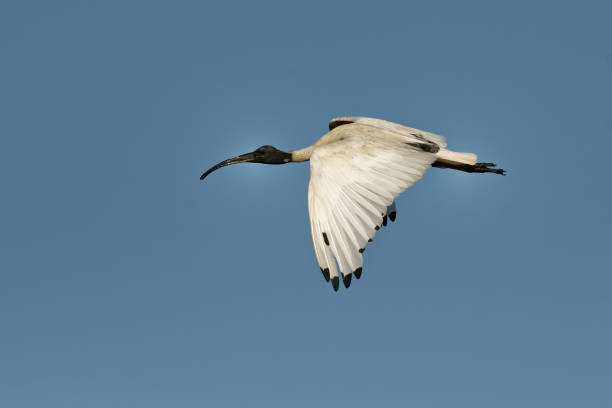 istock Australian Ibis  - Threskiornis moluccus black and white ibis from Australia 1125846079