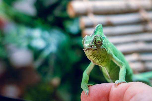 istock Green chameleon on the hand of a man. 1125846092