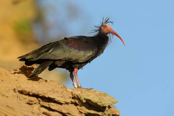 istock Bald Ibis - Waldrapp (Geronticus eremita) sitting on the rock in spain 1125846182