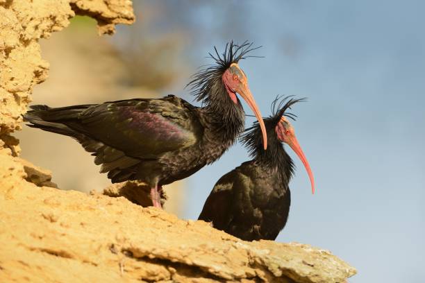 istock Bald Ibis - Waldrapp (Geronticus eremita) sitting on the rock in spain. 1125846192