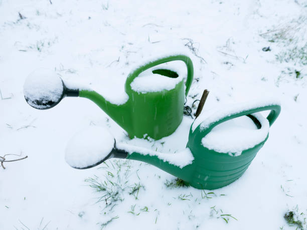 istock two green watering cans side by side covered in snow 1125846327