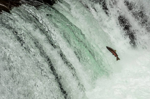Salmon make their way upstream. They are on a mission.  They are driven to reach the end of their journey. The fish want to get to the place of their birth. This is the end of their journey, the final stage in the life cycle of a salmon.  The fish have reached a roadblock and only the strongest will survive.