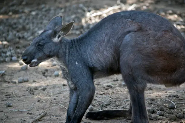 this is a side view of a Wallaroo or, Euro