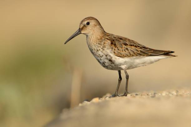 istock Dunlin - Calidris alpina 1125848410