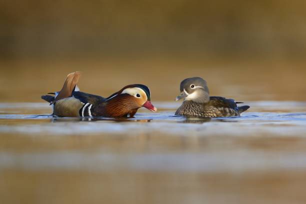 para kaczka mandarynka (aix galericulata) - duck pond mandarin red zdjęcia i obrazy z banku zdjęć