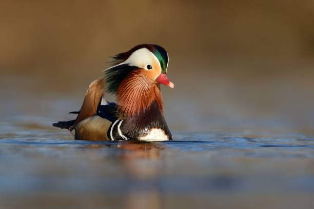 para kaczka mandarynka (aix galericulata) - duck pond mandarin red zdjęcia i obrazy z banku zdjęć