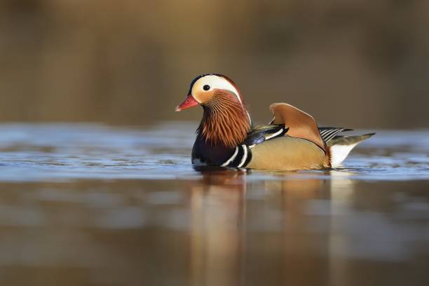 オシドリ (aix かも) のカップル - duck pond mandarin red ストックフォトと画像