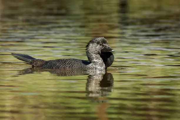 Musk duck - Biziura lobata,  highly aquatic, stiff-tailed duck native to southern Australia. It is the only living member of the genus Biziura.