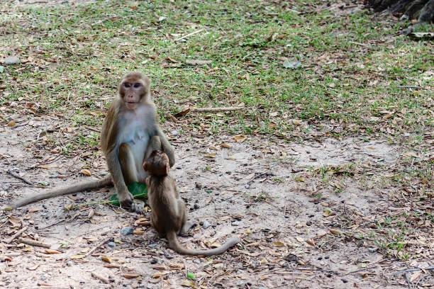 istock Monkey with baby sitting in the nature 1125848966