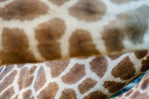 istock Skin of Giraffe with the spotting pattern 1125848977