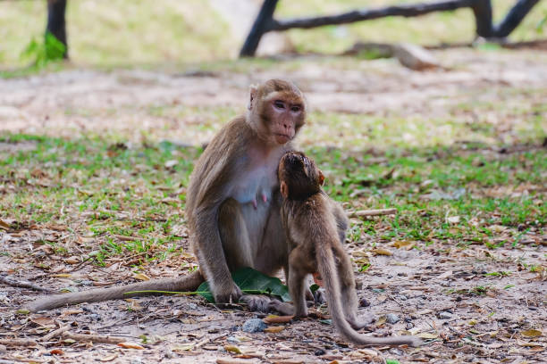 istock Monkey with baby sitting in the nature 1125848979