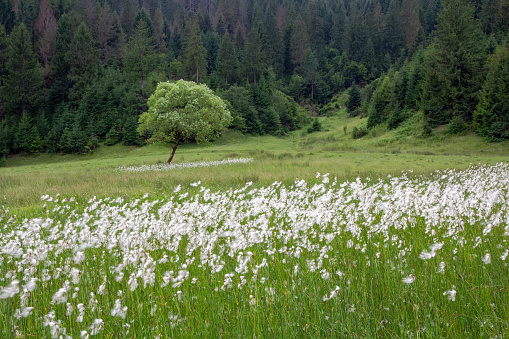 Lonely tree in a meadow with flowering narrow leaved cotton grass, summer background