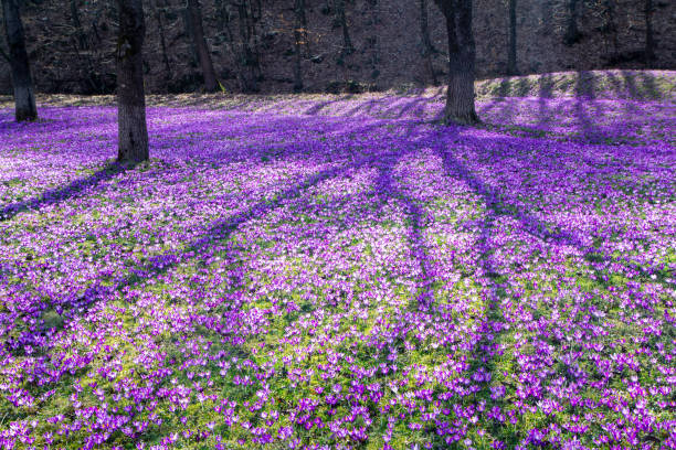 istock Glade in the forest, covered with crocuses, spring background 1125849468