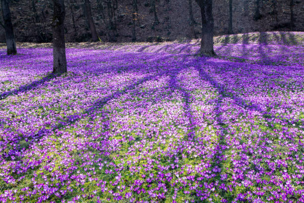 Glade in the forest, covered with crocuses, spring background stock photo