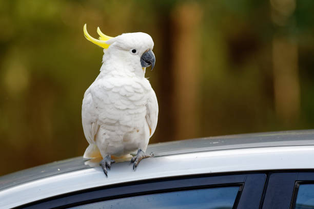 cacatua galerita - siarka-crested cockatoo siedzi na oddziale w australii - sulphur crested cockatoo zdjęcia i obrazy z banku zdjęć