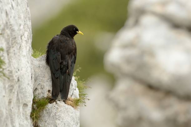 istock Pyrrhocorax graculus - Yellow-billed Chough in Alps mountains in spring 1125851461