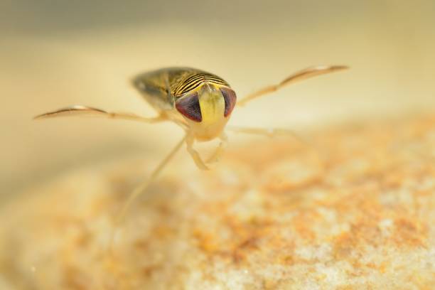 The Water Boatman Captured Under Water Stock Photo - Download Image Now -  iStock