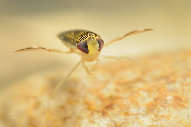 The Water Boatman Captured Under Water Stock Photo - Download Image Now - iStock The Water Boatman Captured Under Water Stock Photo - Download Image Now - iStock