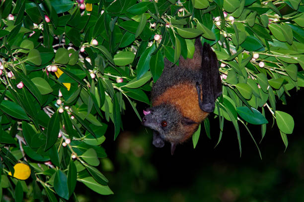 istock Pteropus poliocephalus - Gray-headed Flying Fox in the night 1125851539