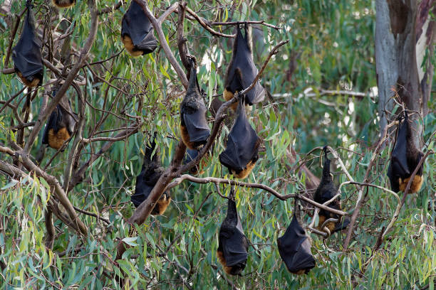 istock Pteropus poliocephalus - Gray-headed Flying Fox in the night 1125851571