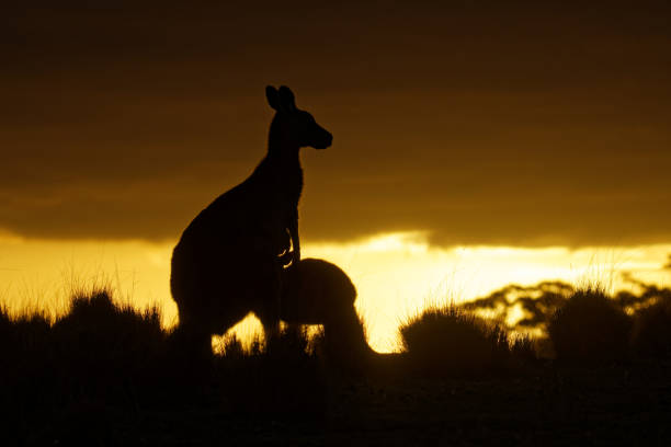 istock Macropus giganteus - Eastern Grey Kangaroo in Tasmania in Australia 1125851662