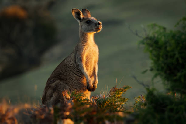 istock Macropus giganteus - Eastern Grey Kangaroo in Tasmania in Australia 1125852103