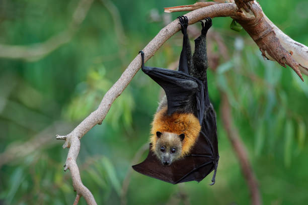 istock Pteropus poliocephalus - Gray-headed Flying Fox in the night 1125852145