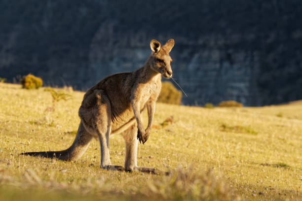 istock Macropus giganteus - Eastern Grey Kangaroo in Tasmania in Australia 1125852151