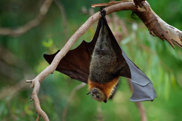 istock Pteropus poliocephalus - Gray-headed Flying Fox in the night 1125852159