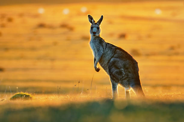 istock Macropus giganteus - Eastern Grey Kangaroo in Tasmania in Australia 1125852161