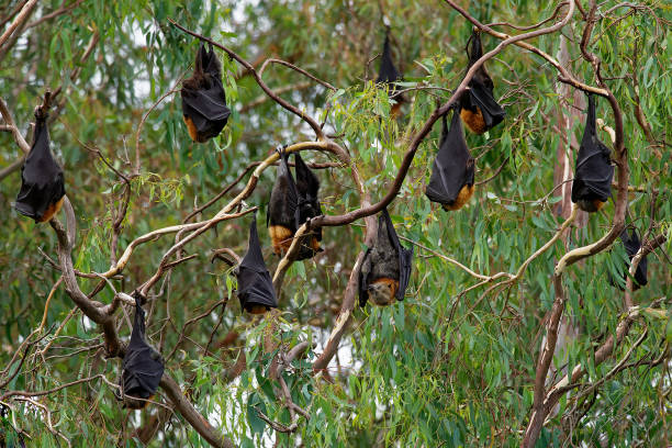 istock Pteropus poliocephalus - Gray-headed Flying Fox in the night 1125852190