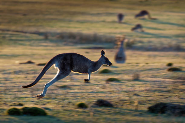 istock Macropus giganteus - Eastern Grey Kangaroo in Tasmania in Australia 1125852194