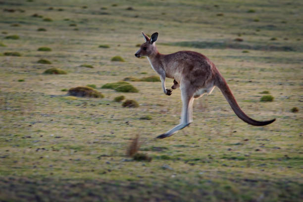 istock Macropus giganteus - Eastern Grey Kangaroo in Tasmania in Australia 1125852195