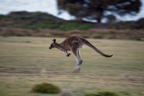 istock Macropus giganteus - Eastern Grey Kangaroo in Tasmania in Australia 1125852209