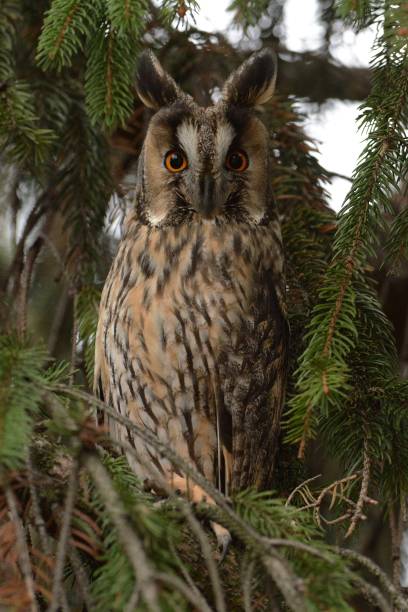 istock Long-eared Owl (Asio otus) sitting on the branch with his magic eyes 1125852227