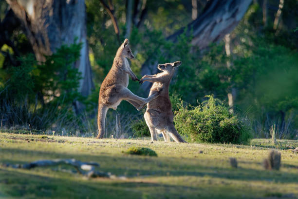 istock Macropus giganteus - Eastern Grey Kangaroo in Tasmania in Australia 1125852238