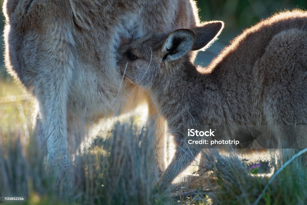 Macropus giganteus - Eastern Grey Kangaroo in Tasmania in Australia Macropus giganteus - Eastern Grey Kangaroo in Tasmania in Australia, Maria Island, Tasmania, standing with the breast feeding youngster on the meadow. Detail Breast Stock Photo
